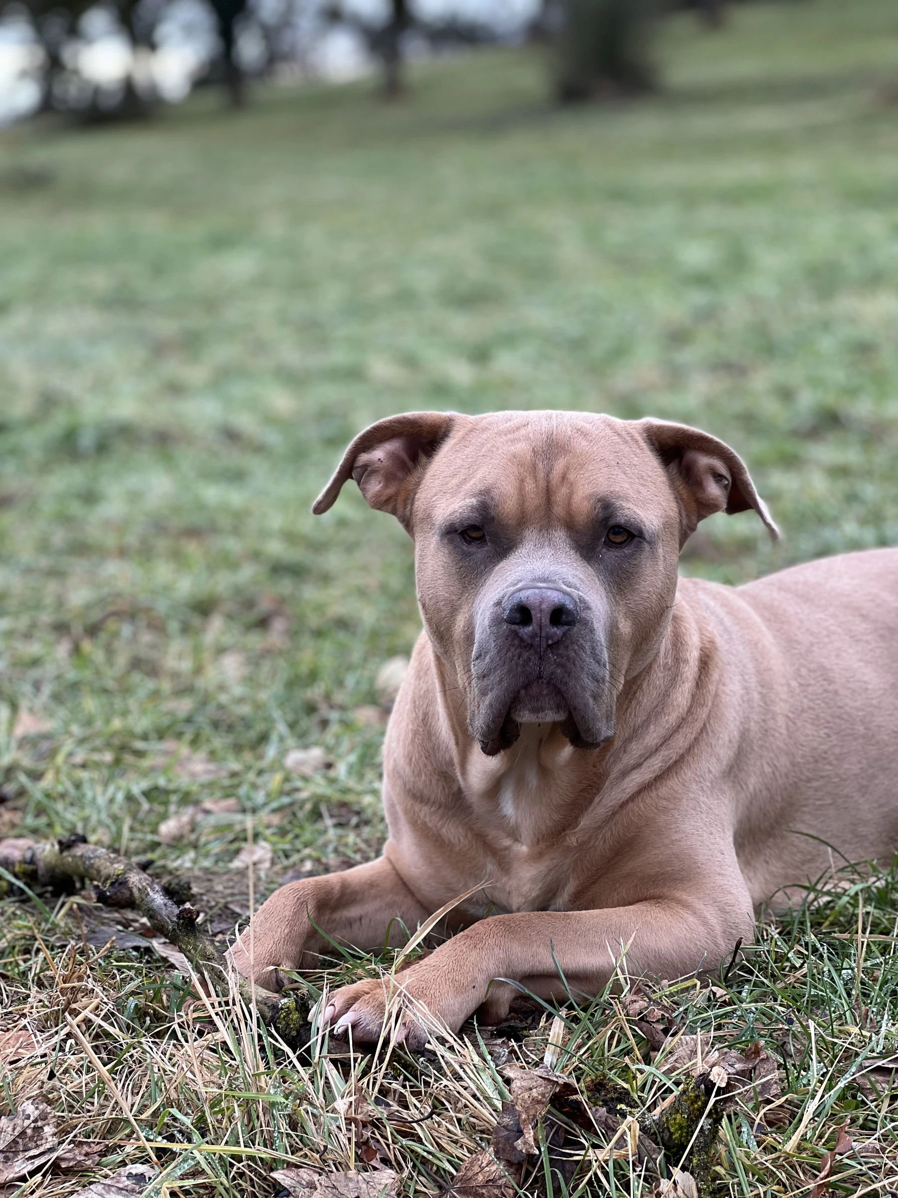Titus liegt im Gras und schaut in die Kamera.